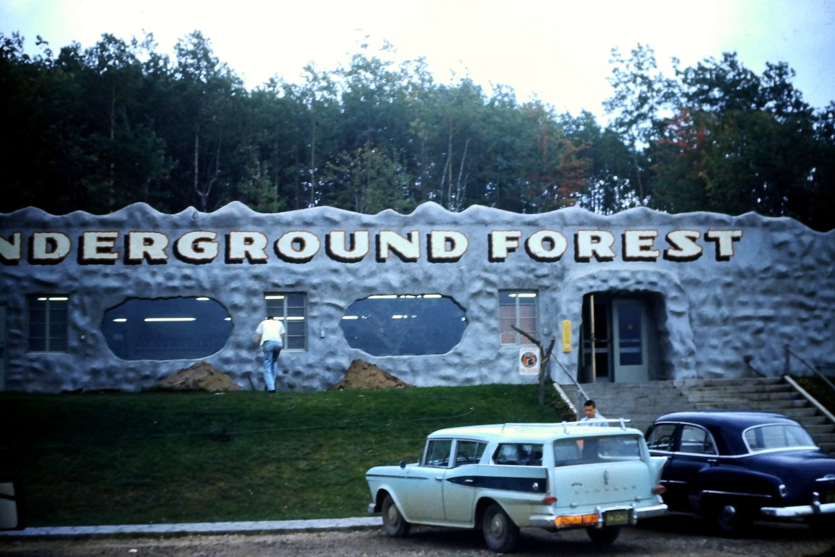 Underground Forest - Historical Slide Scan (newer photo)